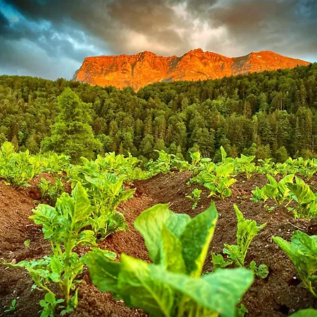 Gaestehaus Graf בצאו